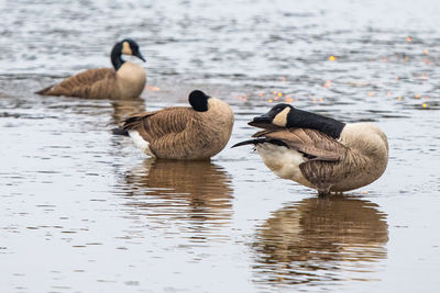 Ducks in lake