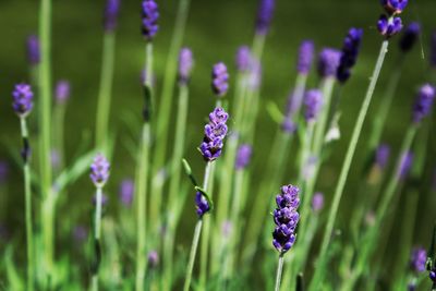 Close-up of purple lavender flowers on field