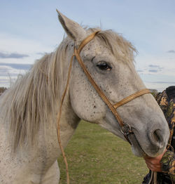 Horse in ranch