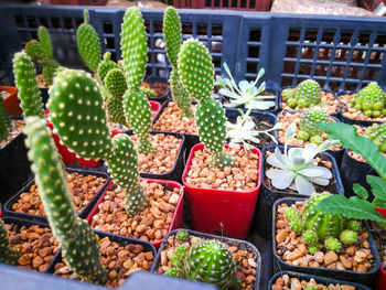 High angle view of succulent plants in greenhouse