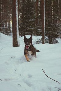 Dog on snow field in forest