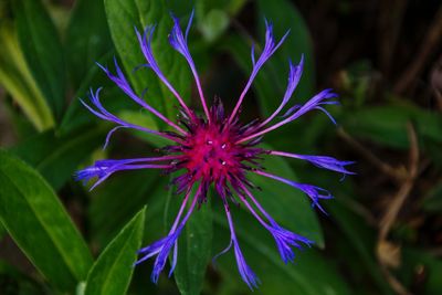 Close-up of purple flowering plant