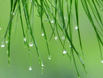 Close-up of water drops on leaf