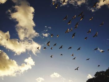 Low angle view of birds flying in sky