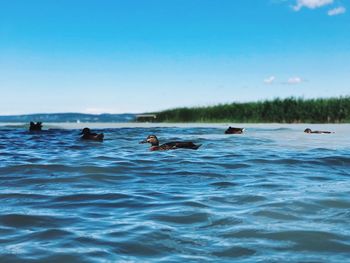 Ducks swimming on lake against blue sky