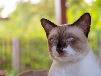 Close-up portrait of a cat