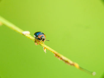 Close-up of ladybug on leaf