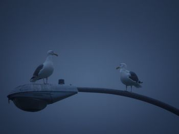 Low angle view of seagulls perching on street light against sky at dusk
