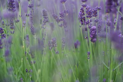 Close-up of lavender field