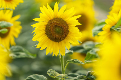 Close-up of yellow flowering plant