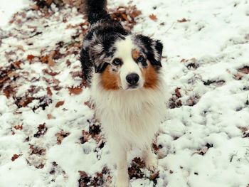 Portrait of dog in snow