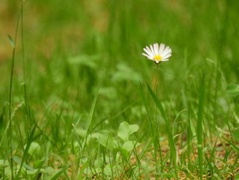 Close-up of fresh white flower in field