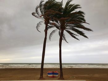 Palm trees on beach against sky