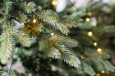 Close-up of christmas tree