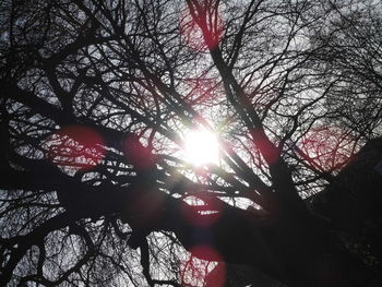 Low angle view of silhouette bare tree against sky