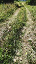 High angle view of plants growing on land