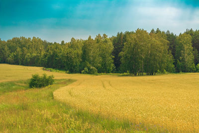 Scenic view of field against sky