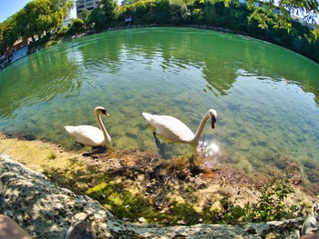 Swans in a lake