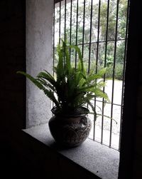 Close-up of potted plant at home