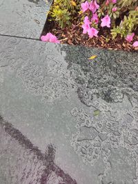 High angle view of pink flowers