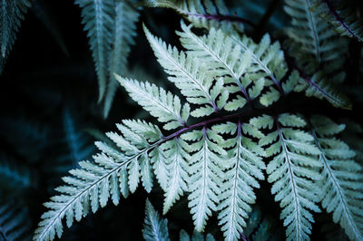 Close-up of leaves on tree