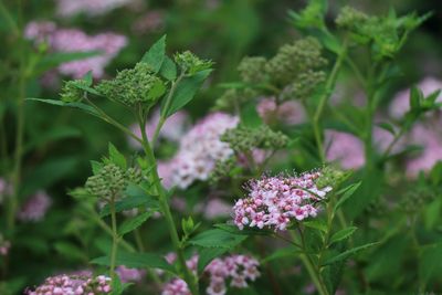 Close-up of pink flowering plant