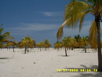 Palm trees on beach against sky