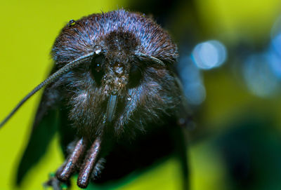 Close-up of honey bee on flower