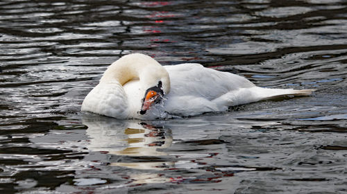 Swan swimming in lake