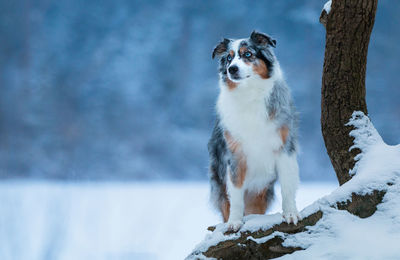 Dog standing in snow