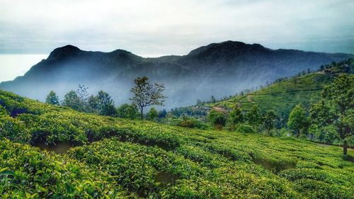 Scenic view of landscape against sky