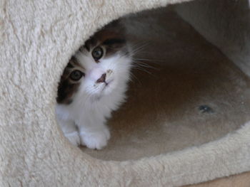 Close-up portrait of cat