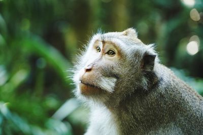 Portrait of a wild long-tailed macaque, monkey, in the rainforest of bali, indonesia.