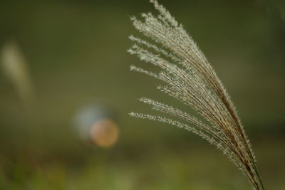 Close-up of fresh green leaves