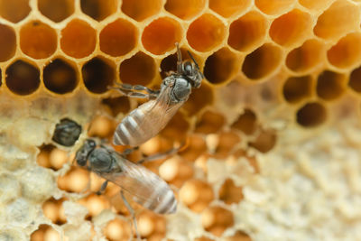 Close-up of bee on leaf