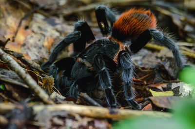 Close-up of spider