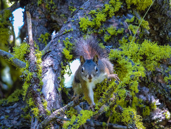 Close-up of squirrel on tree