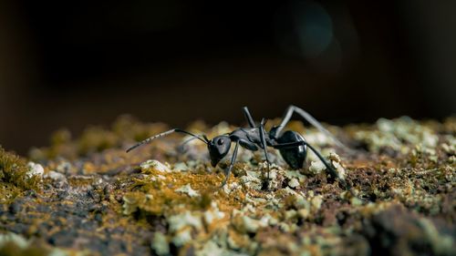 A garden ant crawling alone separates itself from its colony