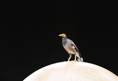 Close-up of bird perching on black background