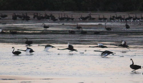 Birds in sea