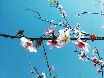 Low angle view of magnolia blossoms against clear sky