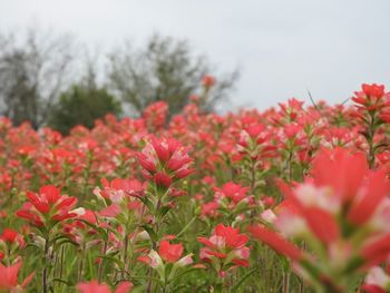 Indian paintbrush flowers blooming on field