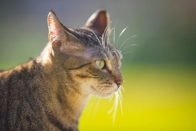 Close-up of a cat looking away