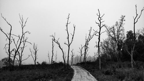 Bare trees on field against clear sky