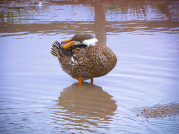 View of bird in lake