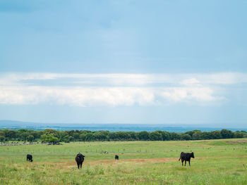 Horses in a field