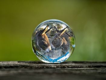 Close-up of crystal ball on wooden table