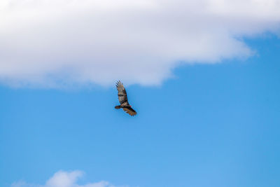 Low angle view of eagle flying in sky