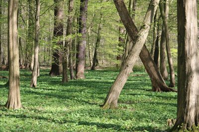 Trees on field in forest