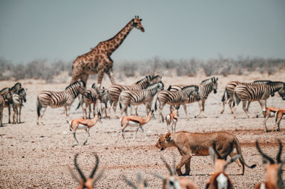 Almost all african animals at the watering hole in etosha national park in namibia